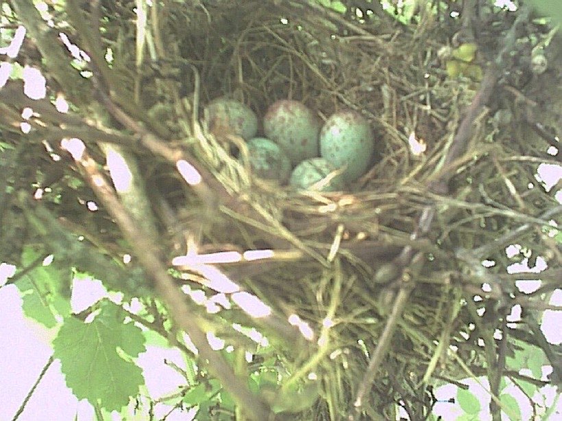 A nest is a safe home for a bird’s eggs.