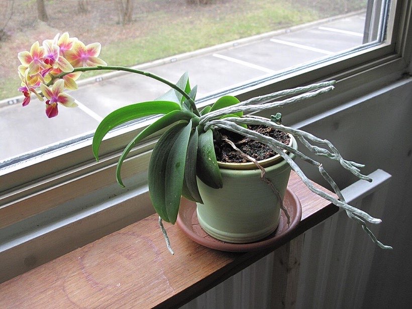 A plant on a sunny windowsill grows towards the light.