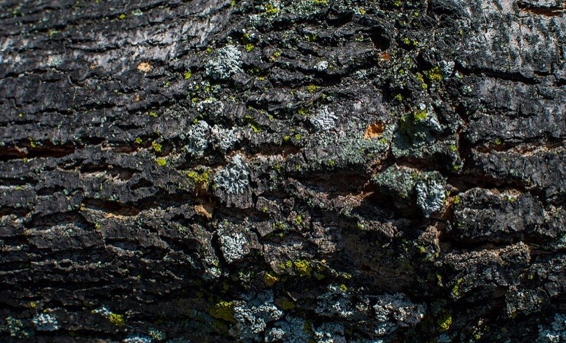 Tree bark feels rough.