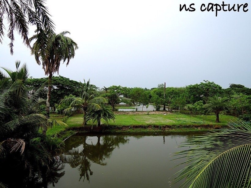 A village pond with trees. People, plants and animals all share this place.