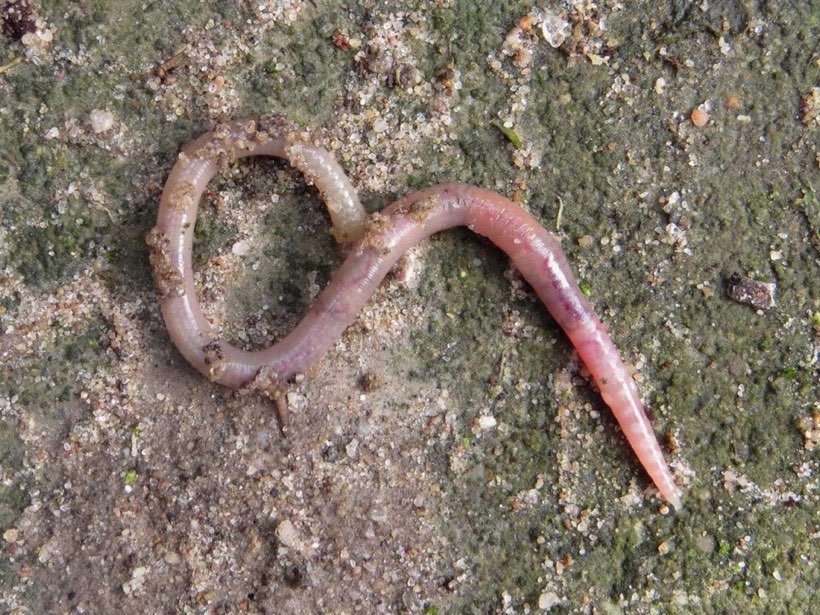 An earthworm in the soil.