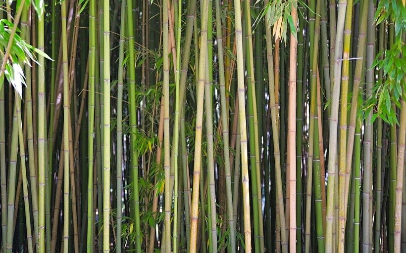 A bamboo grove. Bamboo grows tall and very fast.