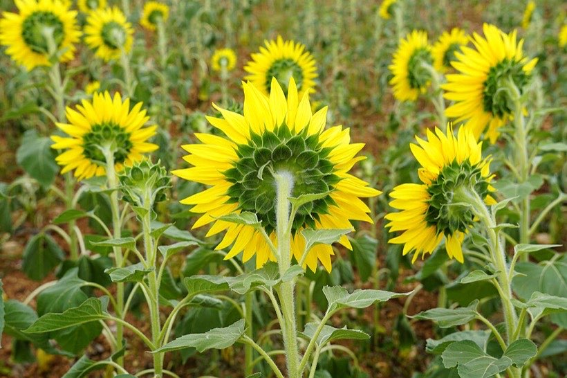 A sunflower plant: you can see its stem, leaves and big flower. Its roots are hidden in the soil.