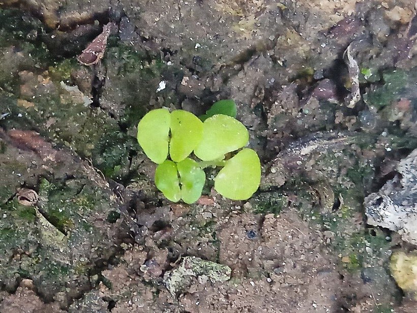 These young plants have light, water, air and soil – everything they need.