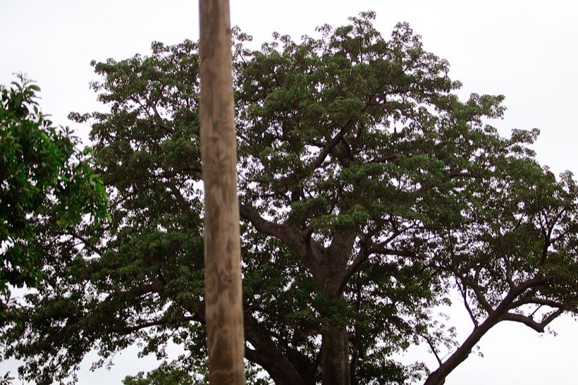 A tall tree lifts water from its roots all the way to its top leaves.