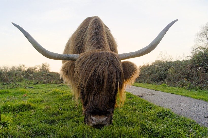 A cow moves, eats, breathes, grows and has calves – it is living.