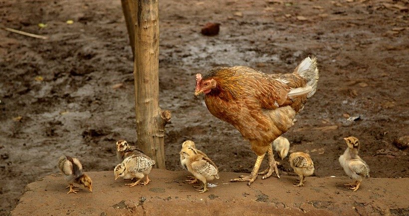 A chick grows into an adult hen.