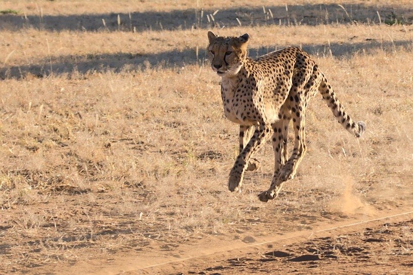 A cheetah uses strong leg muscles to run – it is the fastest animal on land.