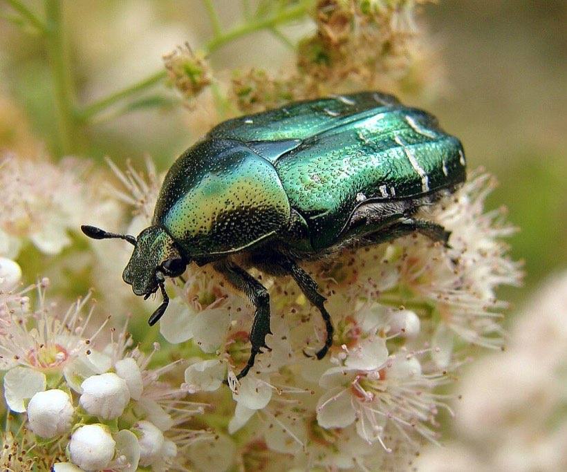 There are more kinds of beetle than any other kind of animal.