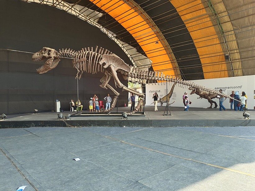Skeletons on display in a museum. Every bone has a name and a job.