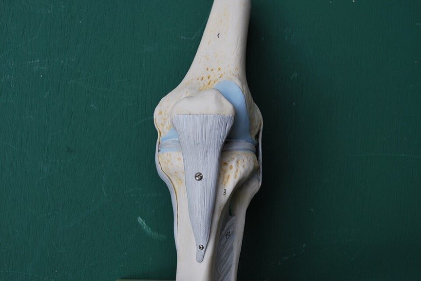 The knee is a hinge joint. It bends one way, like a door.
