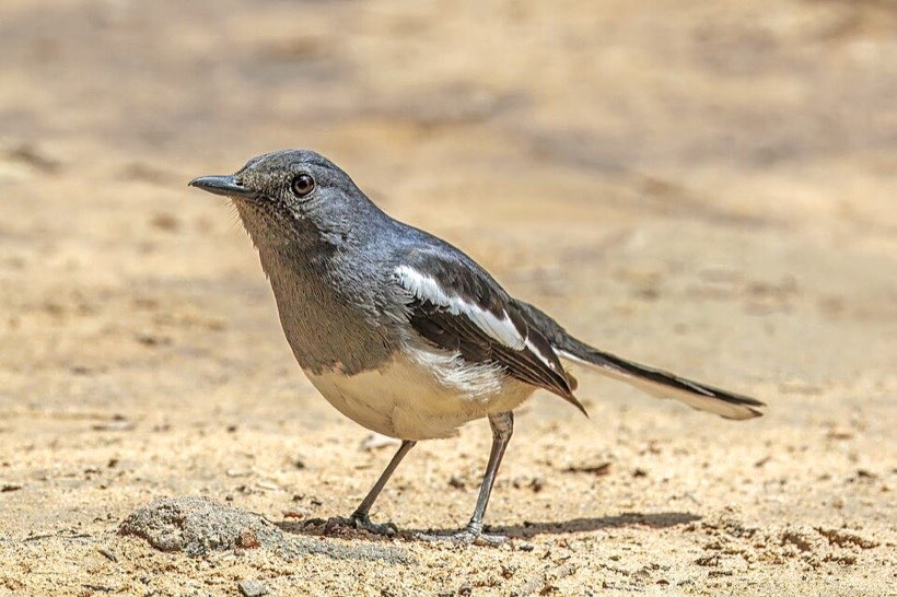 The oriental magpie-robin (doyel) is the national bird of Bangladesh.