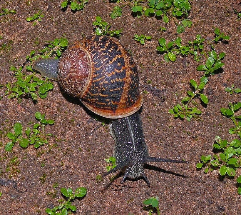 A garden snail with its shell, foot and tentacles.
