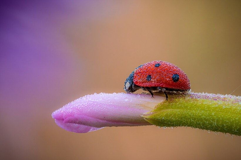 A ladybird is an insect – an invertebrate.