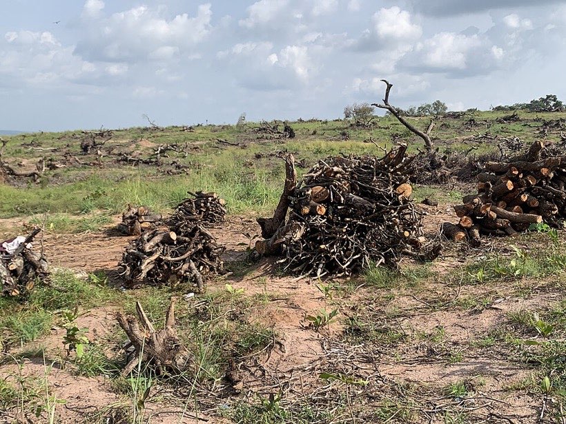 Forests are cut down for wood and to make space for farms and towns.