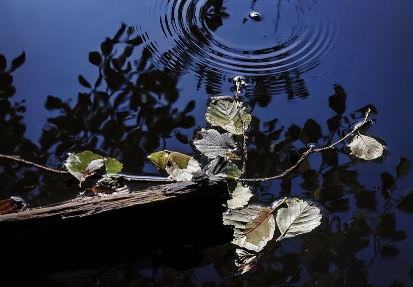Ripples spread out from a stone dropped in water.