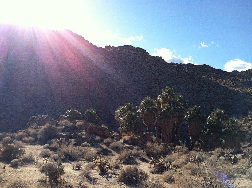 Sunlight reflects off a palm tree into our eyes.