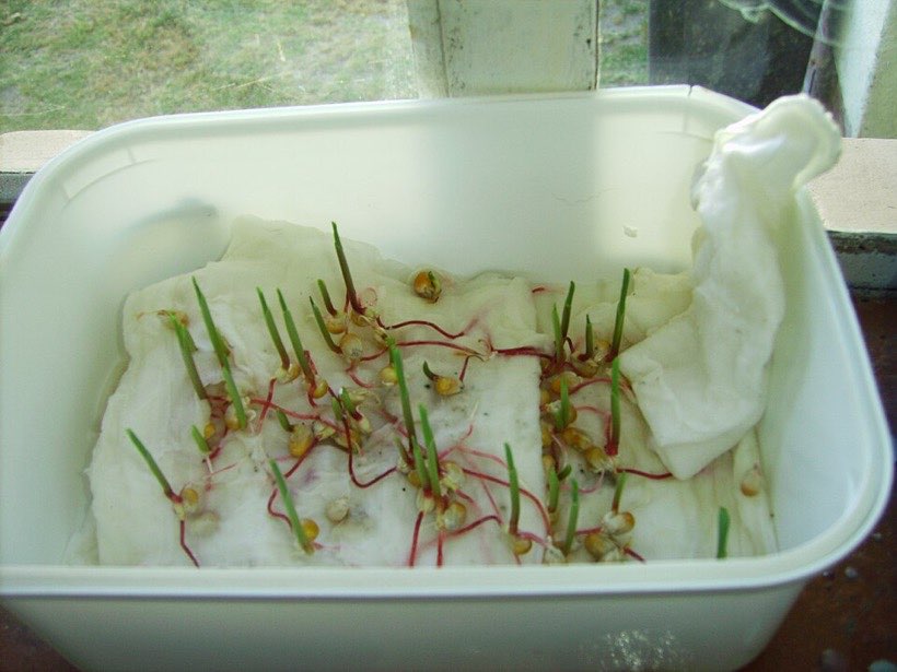 Seeds on damp cotton wool – one of the conditions in a test.