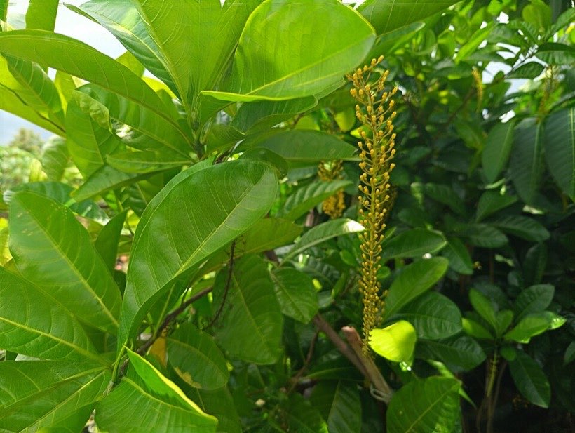 A healthy plant has a strong stem and plenty of green leaves.