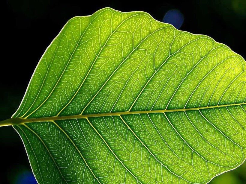 See how leaves make food from light in the Photosynthesis lab.