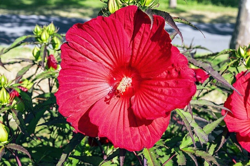 A hibiscus (joba) flower. Its job is to make seeds.