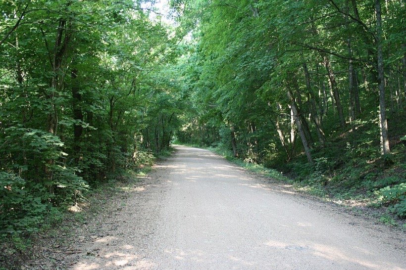 In a forest, tall trees shade the ground, leaving little light for young plants.