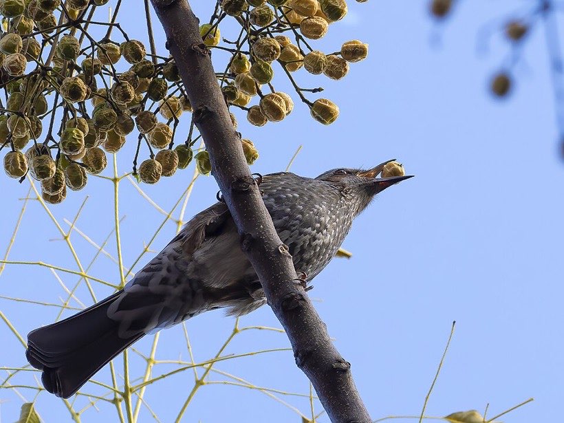 Birds eat fruits and drop the seeds far away.
