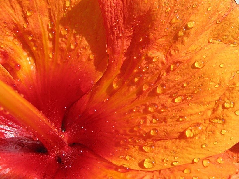 A hibiscus flower has large, easy-to-see parts.