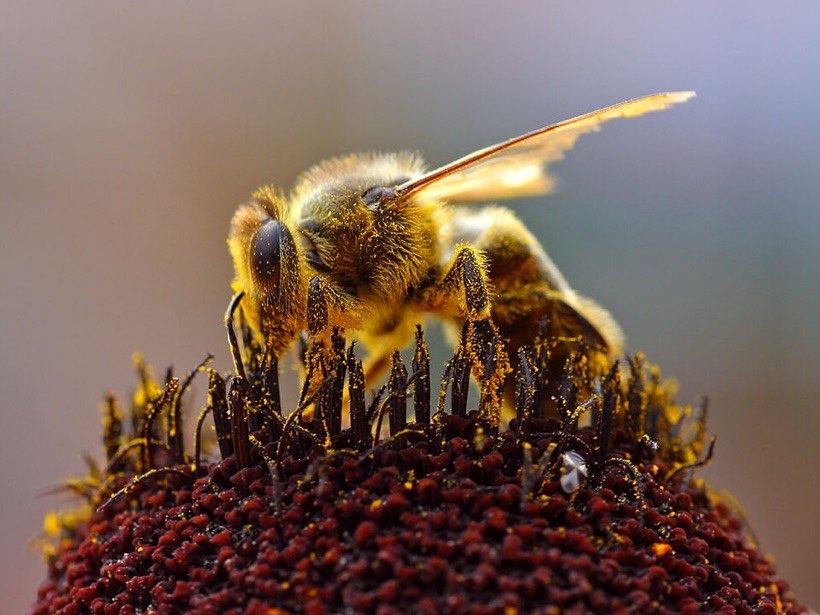 Follow a bee from flower to flower in the Pollination lab.