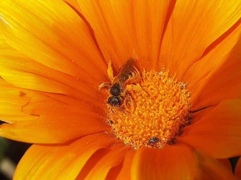 Do bees prefer some colours of flower?