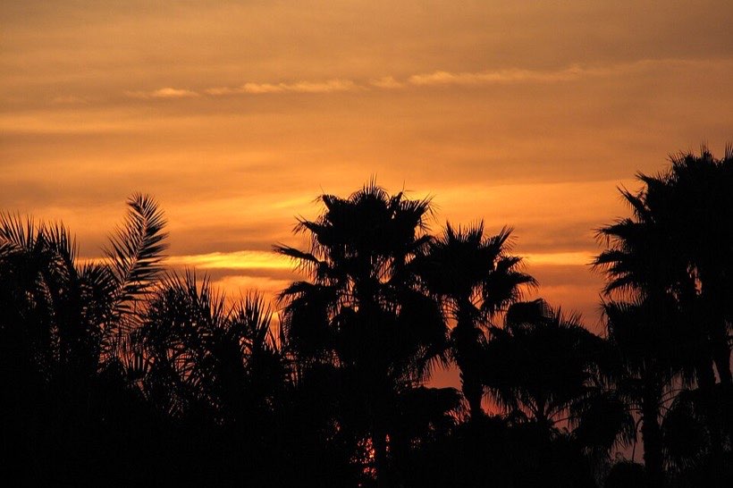 Palm trees make silhouettes against the sunset.