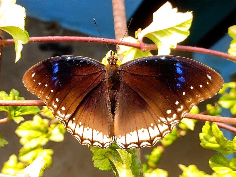 A butterfly has the same pattern on both wings.