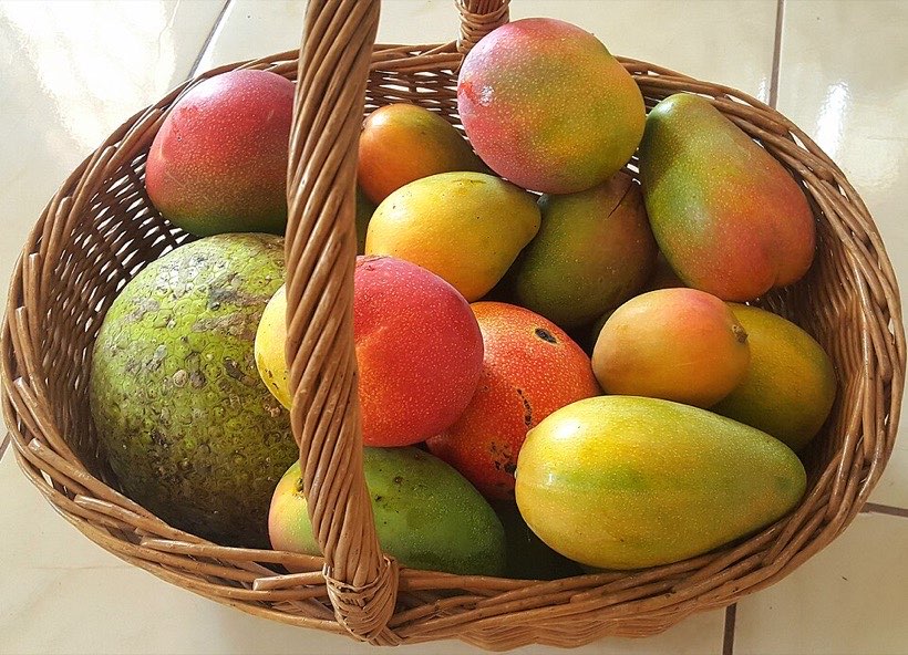 A basket of mangoes ready to share.