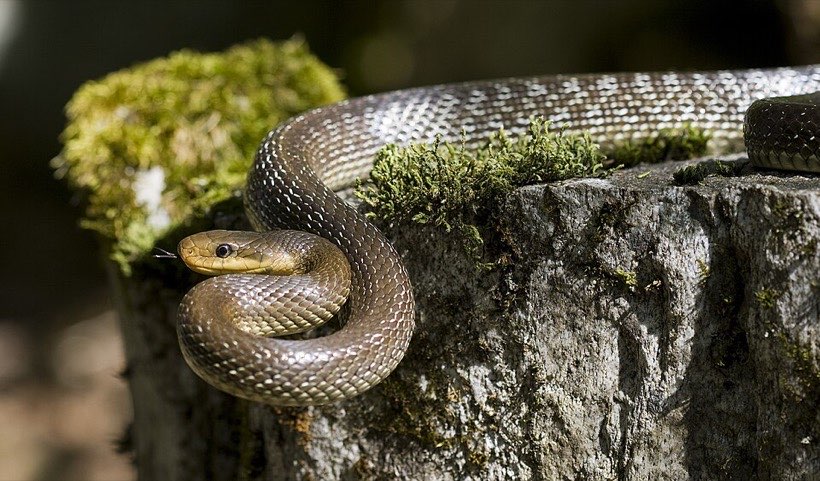 Some snakes are very long; others are short.