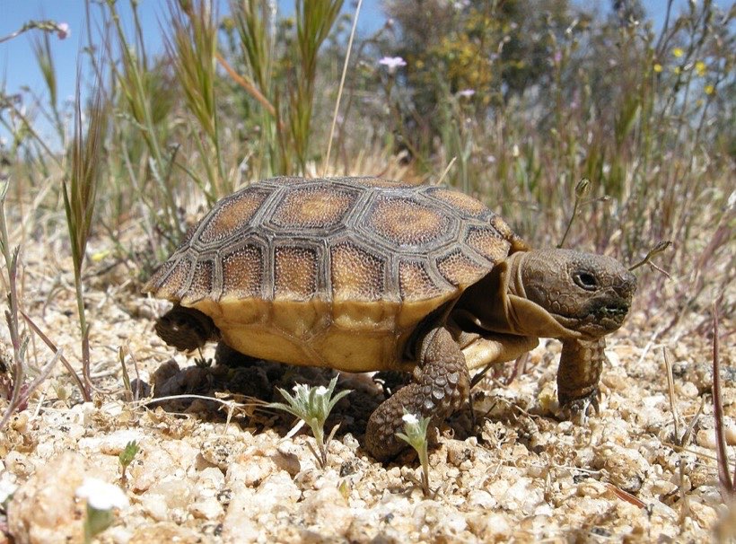 A tortoise takes a long time to cross a path.