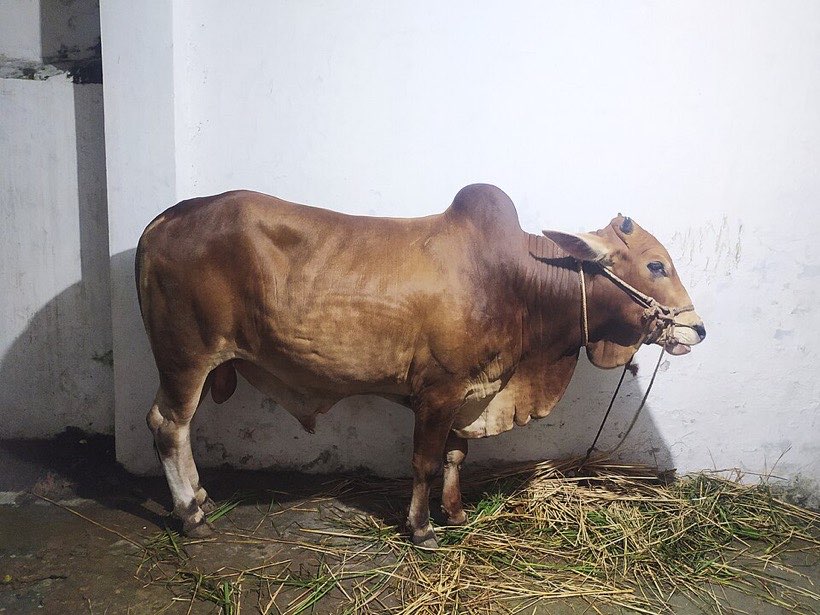 Cows have 4 legs – count in fours!