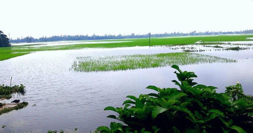 Monsoon rain floods the fields.