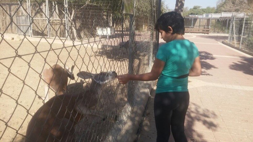 Zoos count their visitors every day.