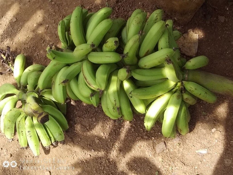 Bananas packed for market.