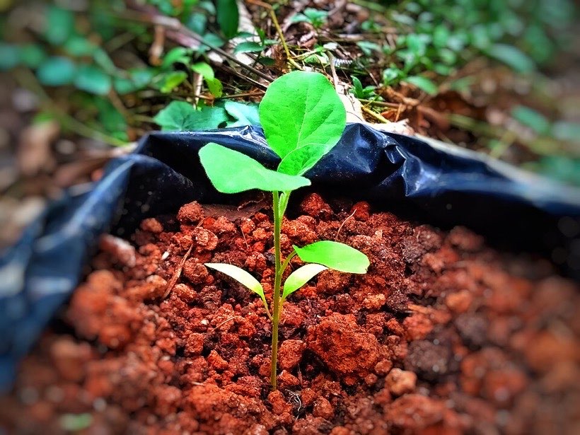 Seedlings growing a little more each day.