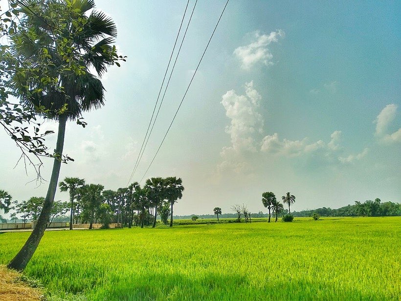 Paddy fields are separated by raised earth borders.