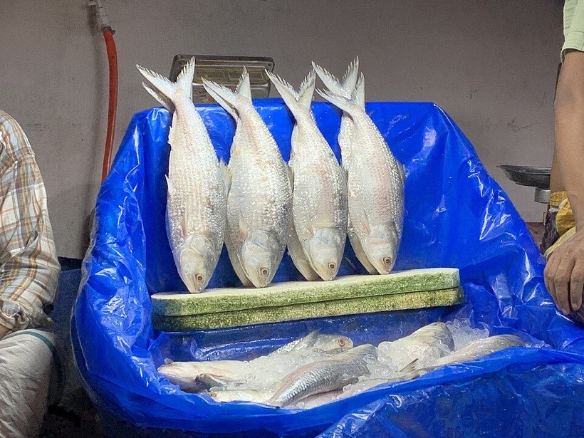 A hilsa (ilish) fish weighed at the market.
