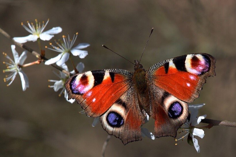 A butterfly’s wings are mirror images.