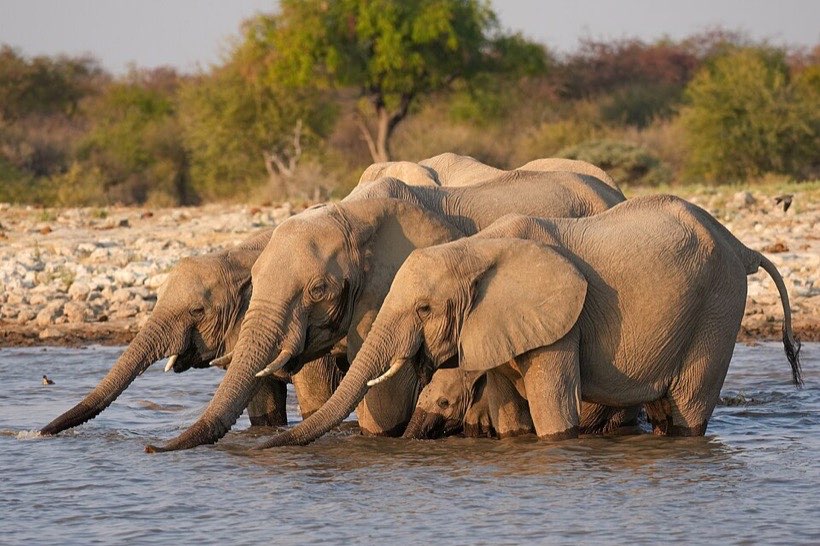 Animals can be sorted in many ways.