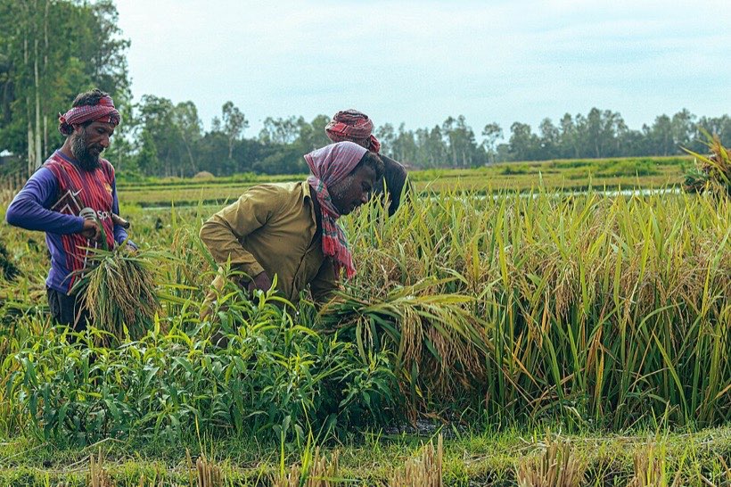 Rice harvest in Bangladesh.