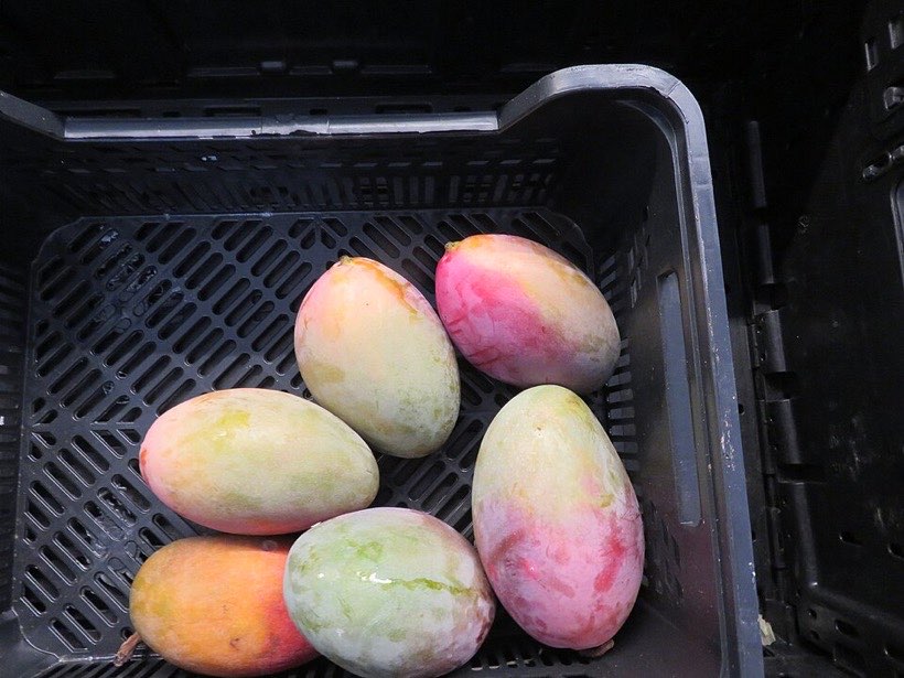 Mangoes packed in crates in Rajshahi.