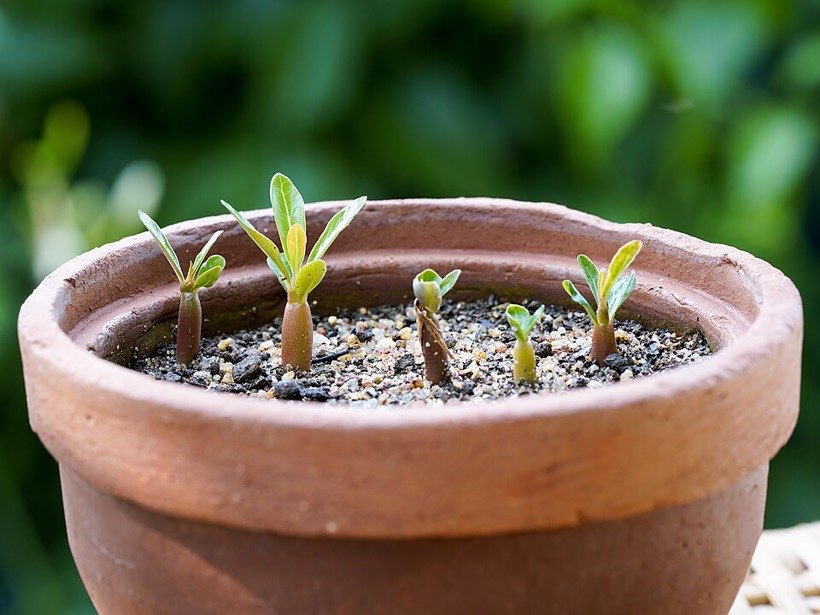 Seedlings growing in pots, ready to be measured.
