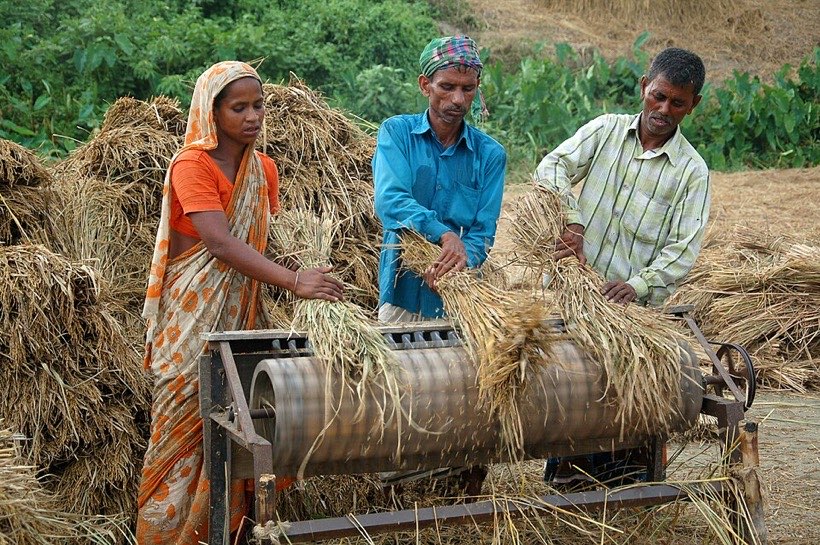 Rice harvest being shared out.