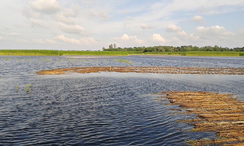 Jute plants beside a beel in Natore. Jute fibre is weighed and sold in bales.